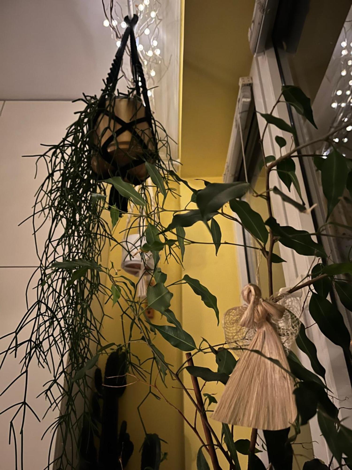 Greenthumb Praska Krakau Buitenkant foto